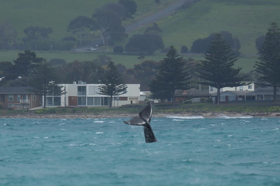whale tours victor harbour